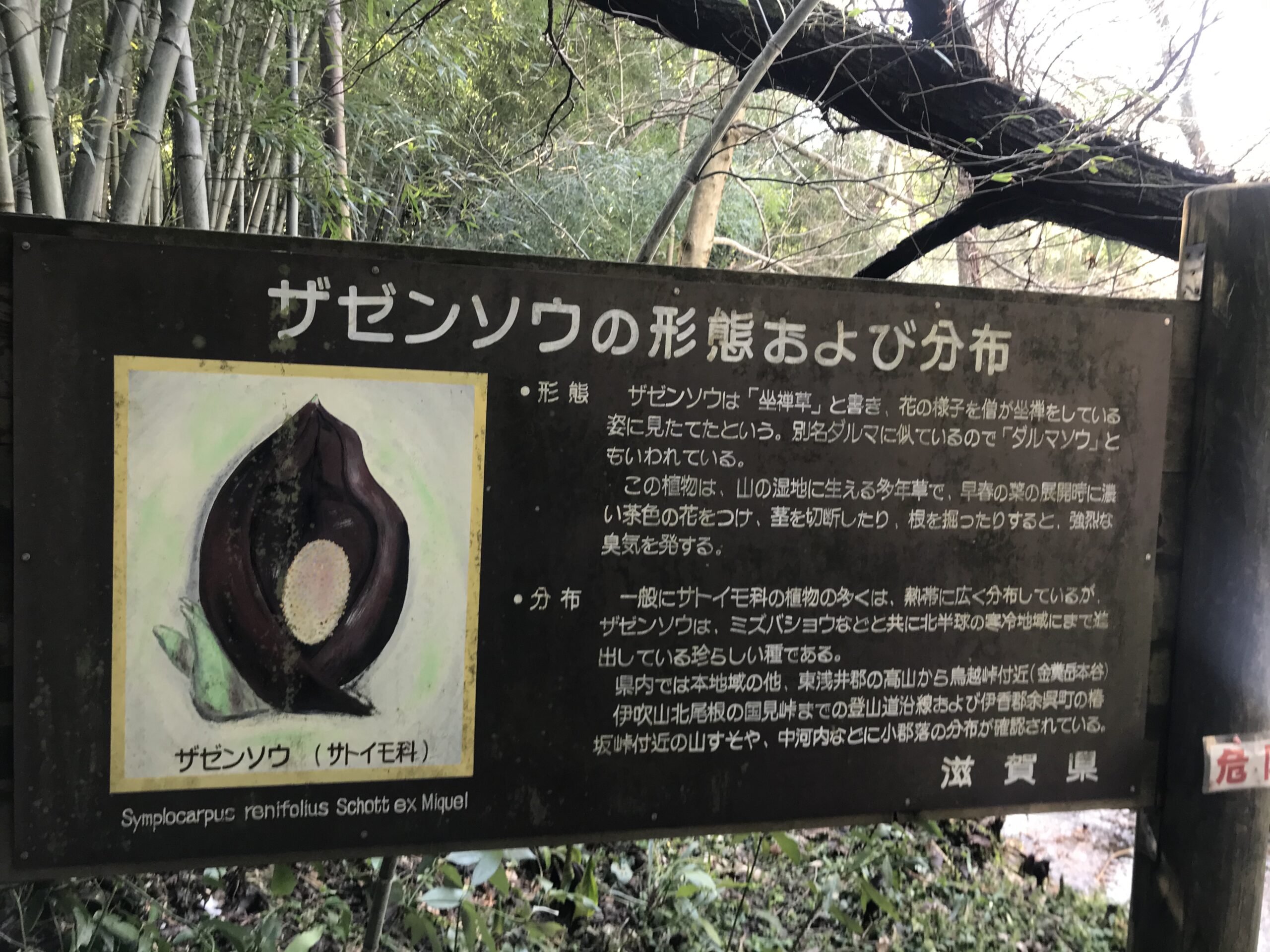 ザゼンソウの看板