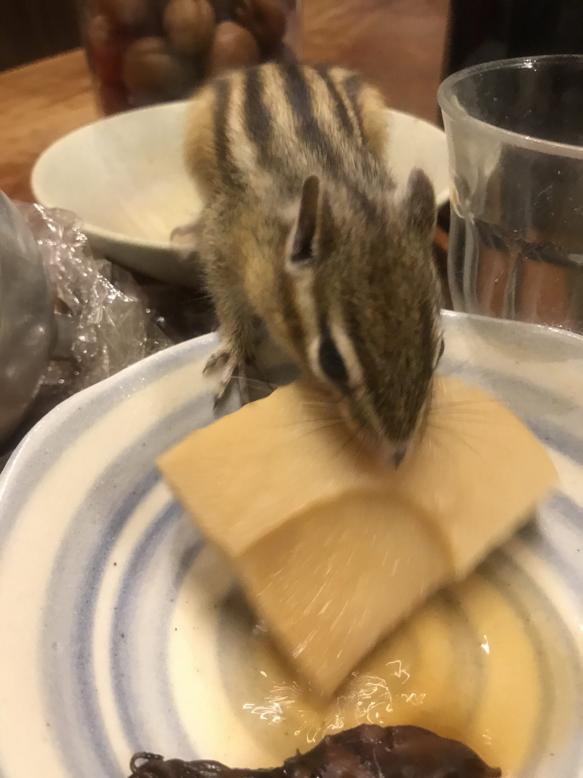 筍を食べるリス