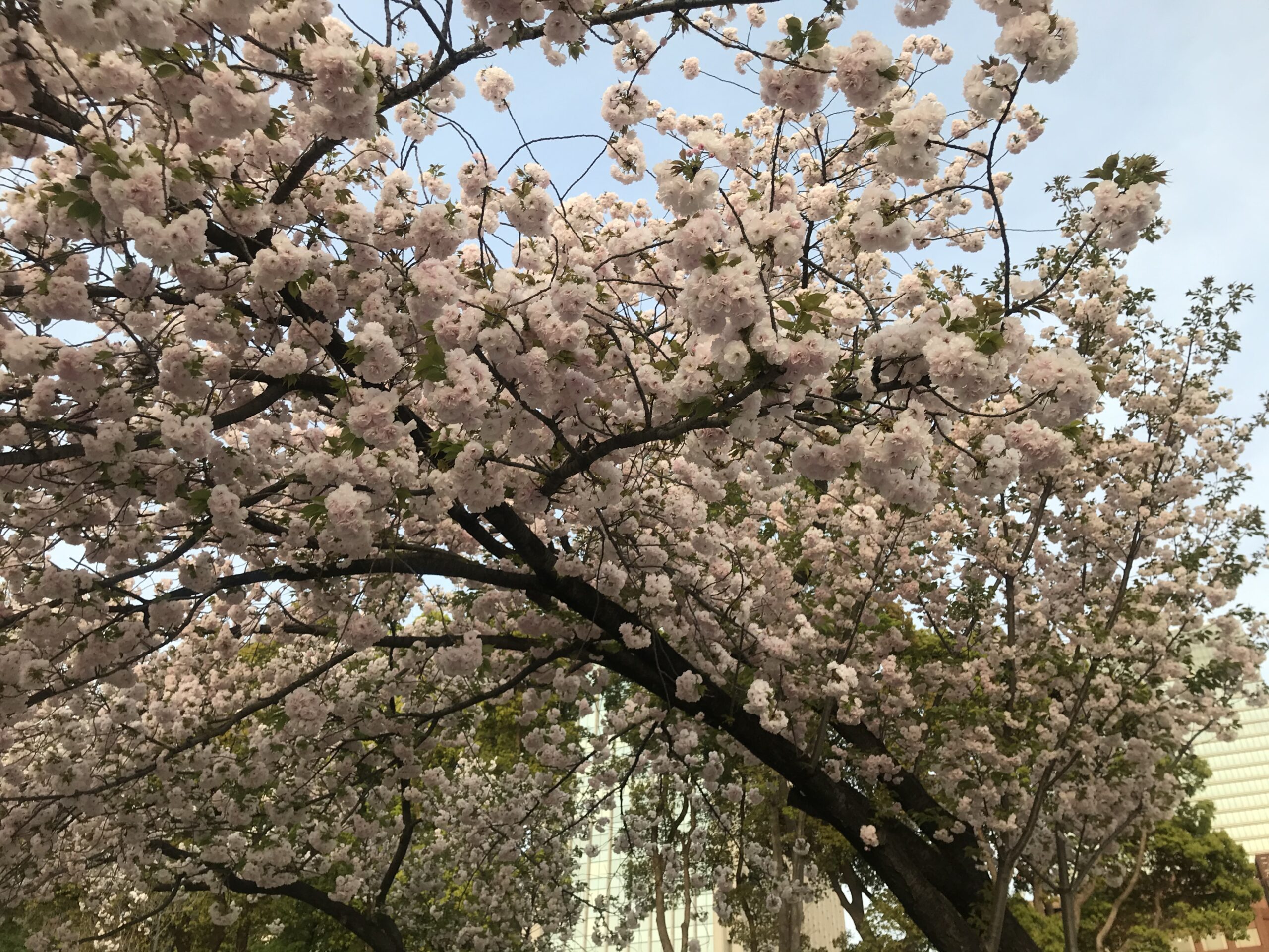 八重桜