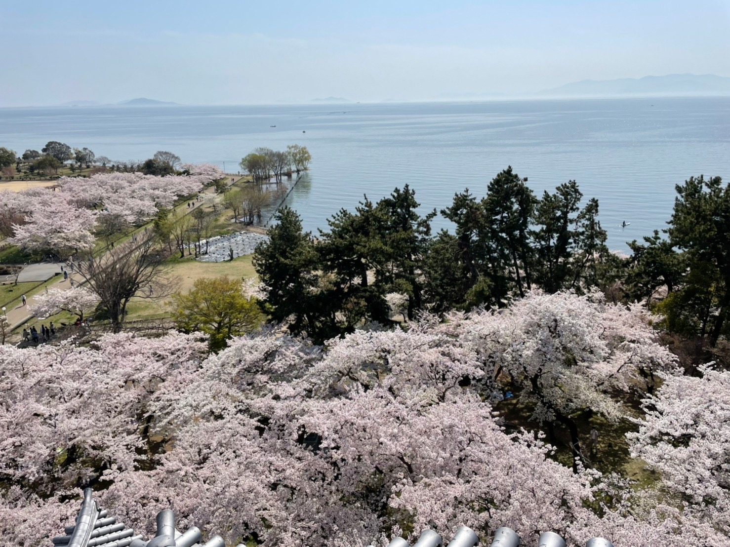 長浜城　天守閣からの桜