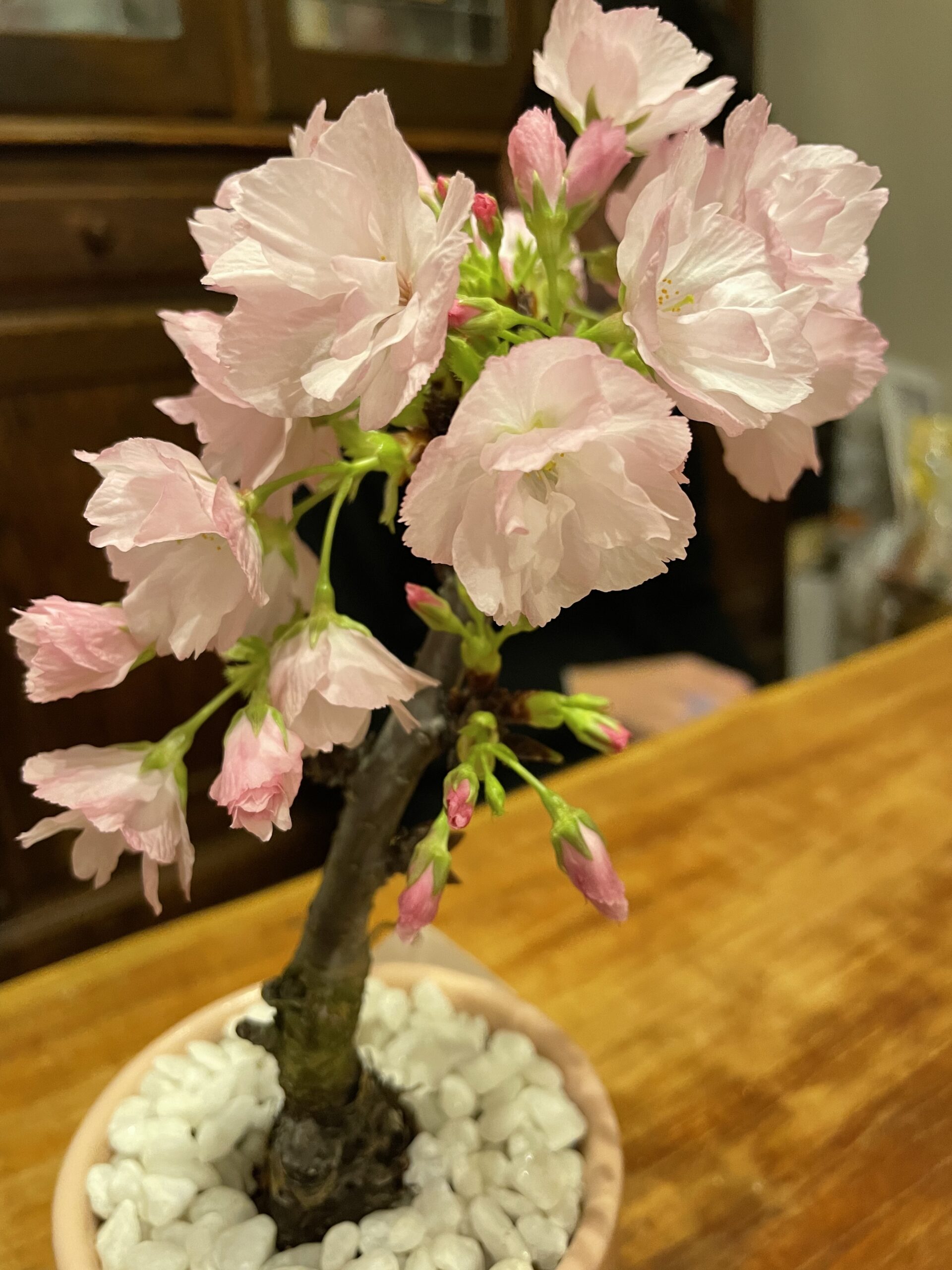 22年の桜 少しだけお花見出来ました 旭山桜の鉢植えを買いました こざかなブログ