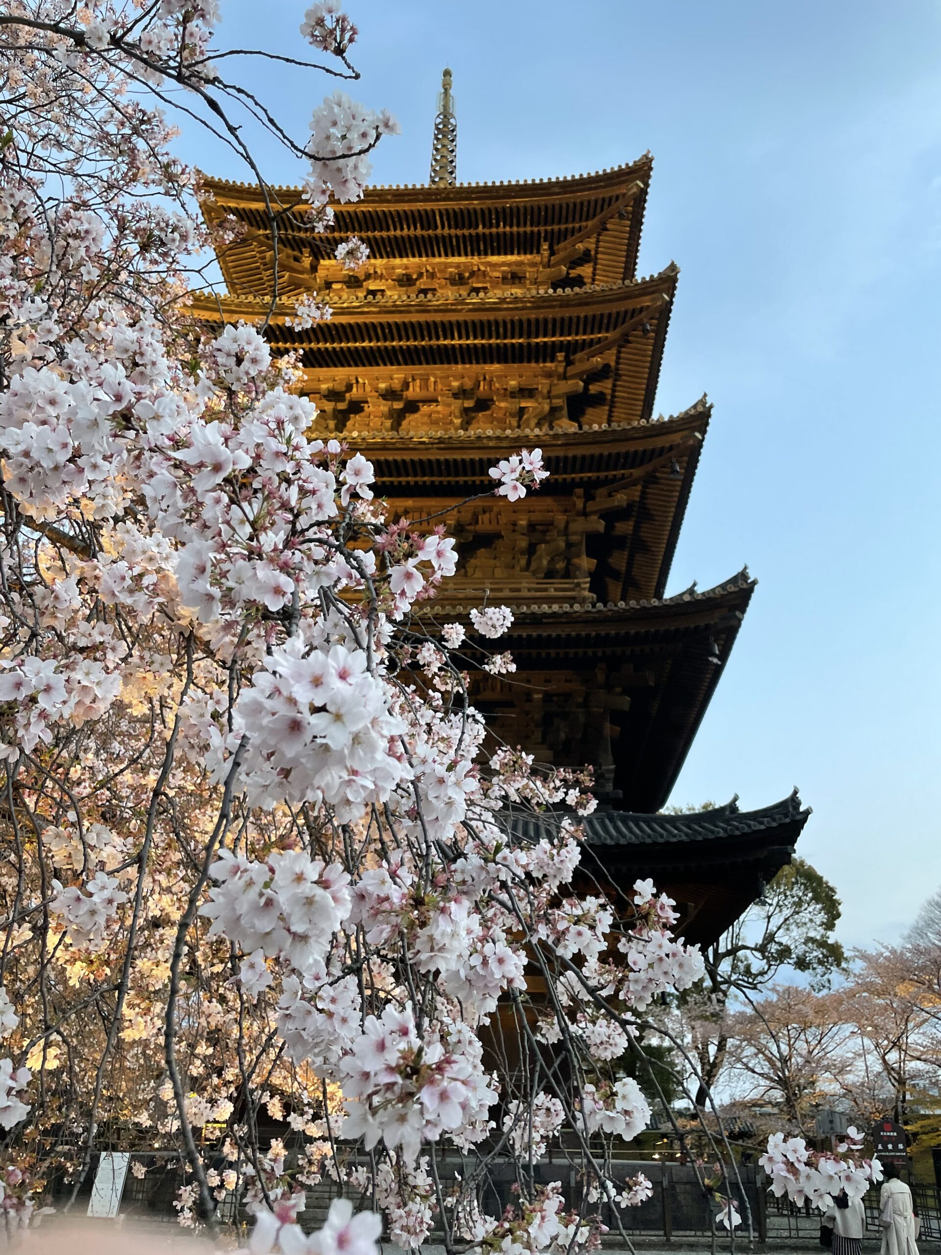 東寺の五重の塔と枝垂れ桜