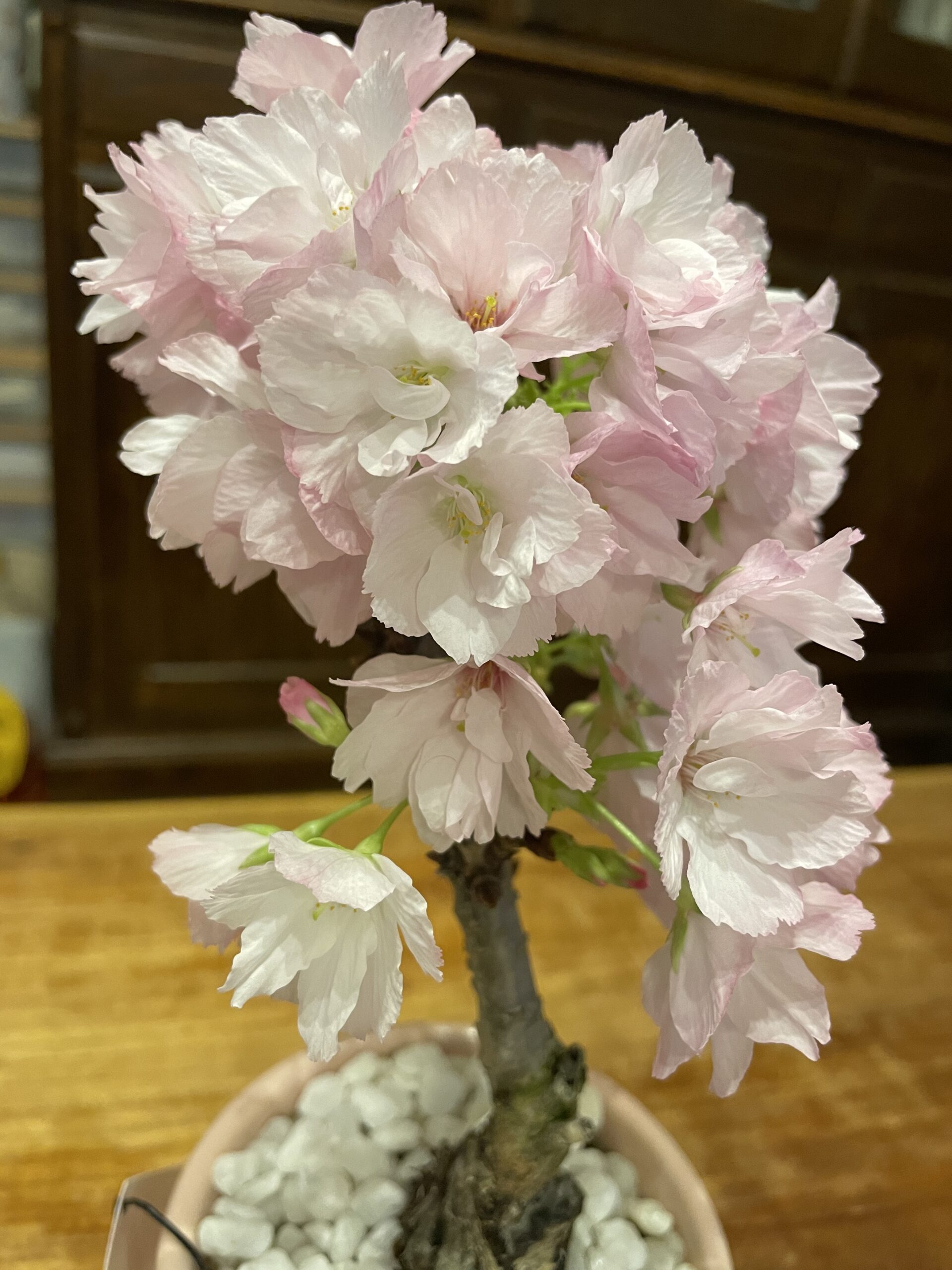 旭山桜　ほぼ満開