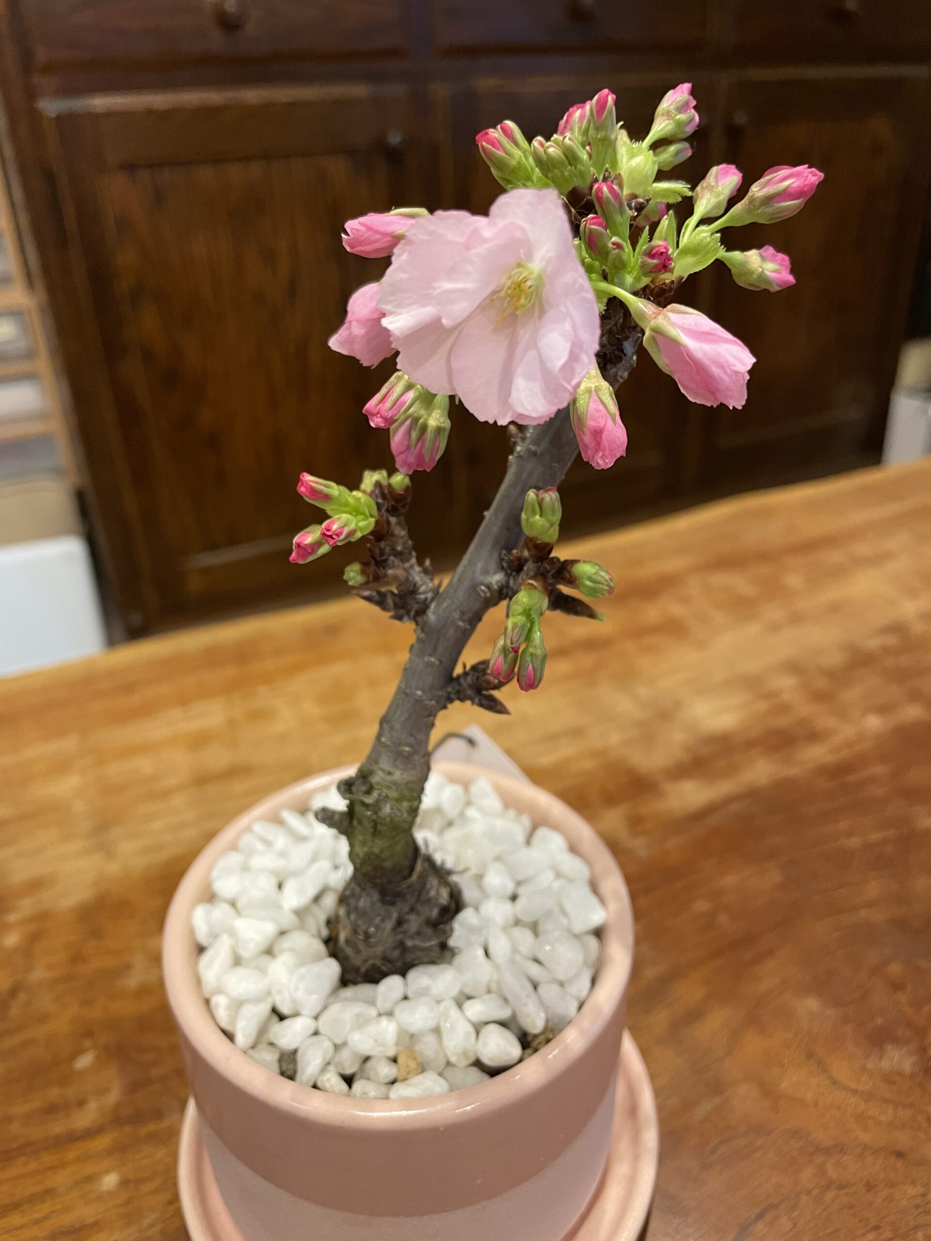 旭山桜　開花