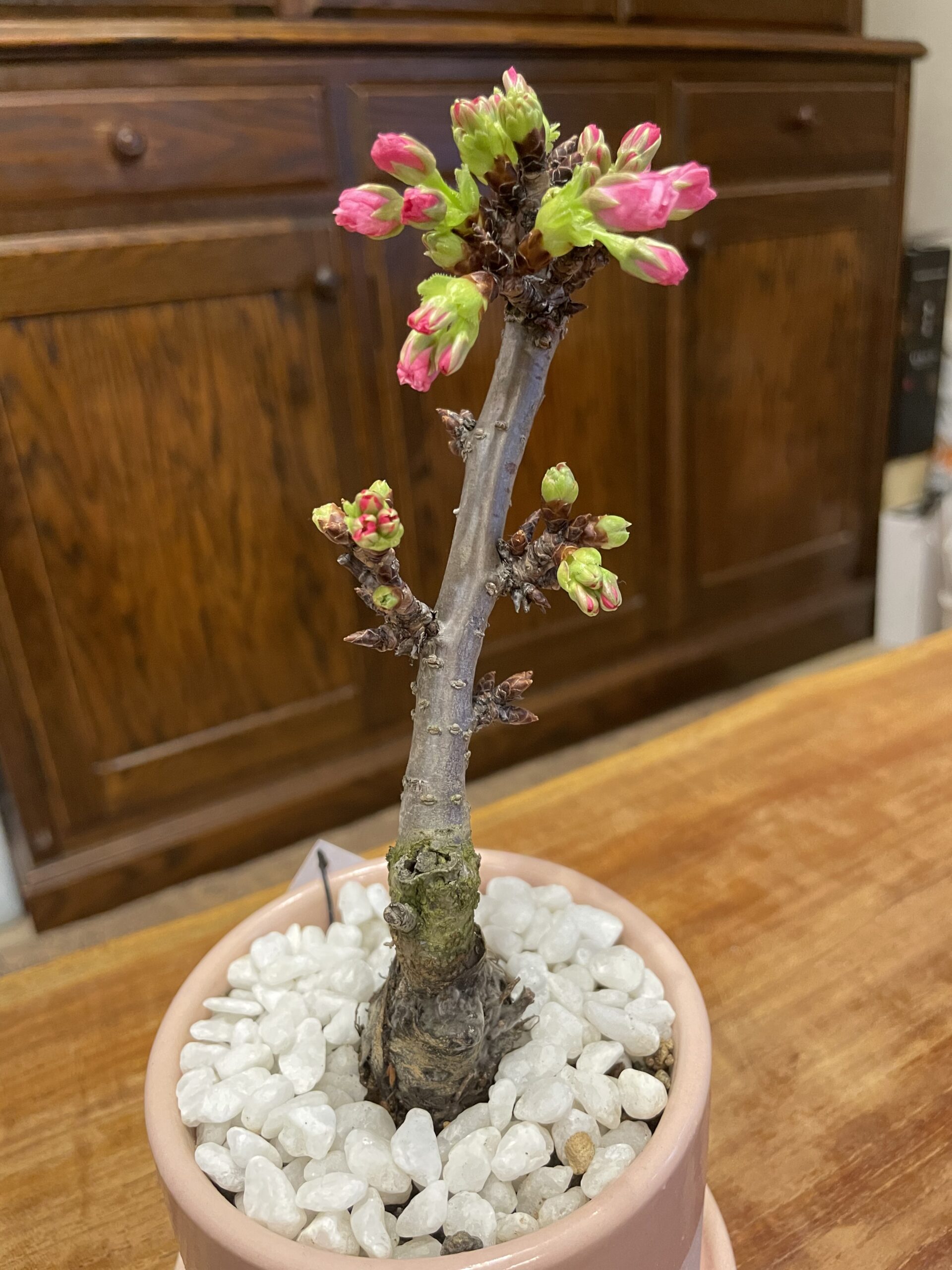 旭山桜　咲く直前