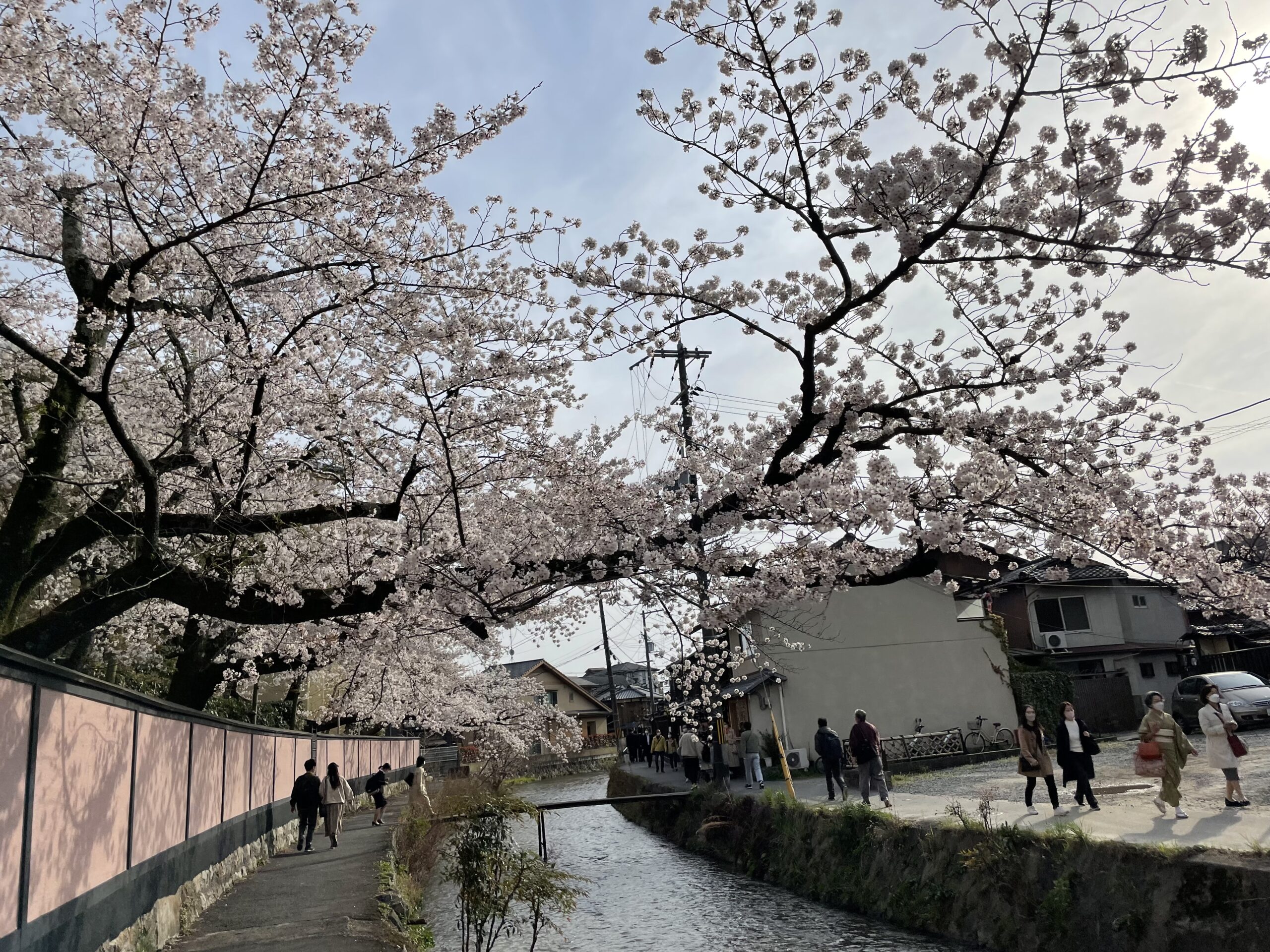 白川沿いの桜