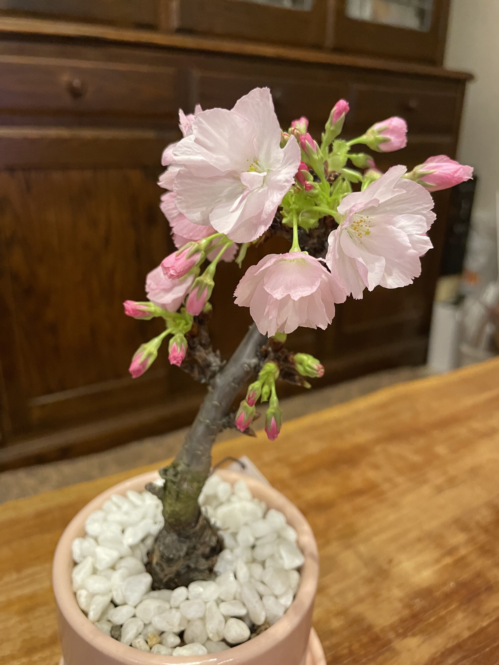 旭山桜　3分咲き