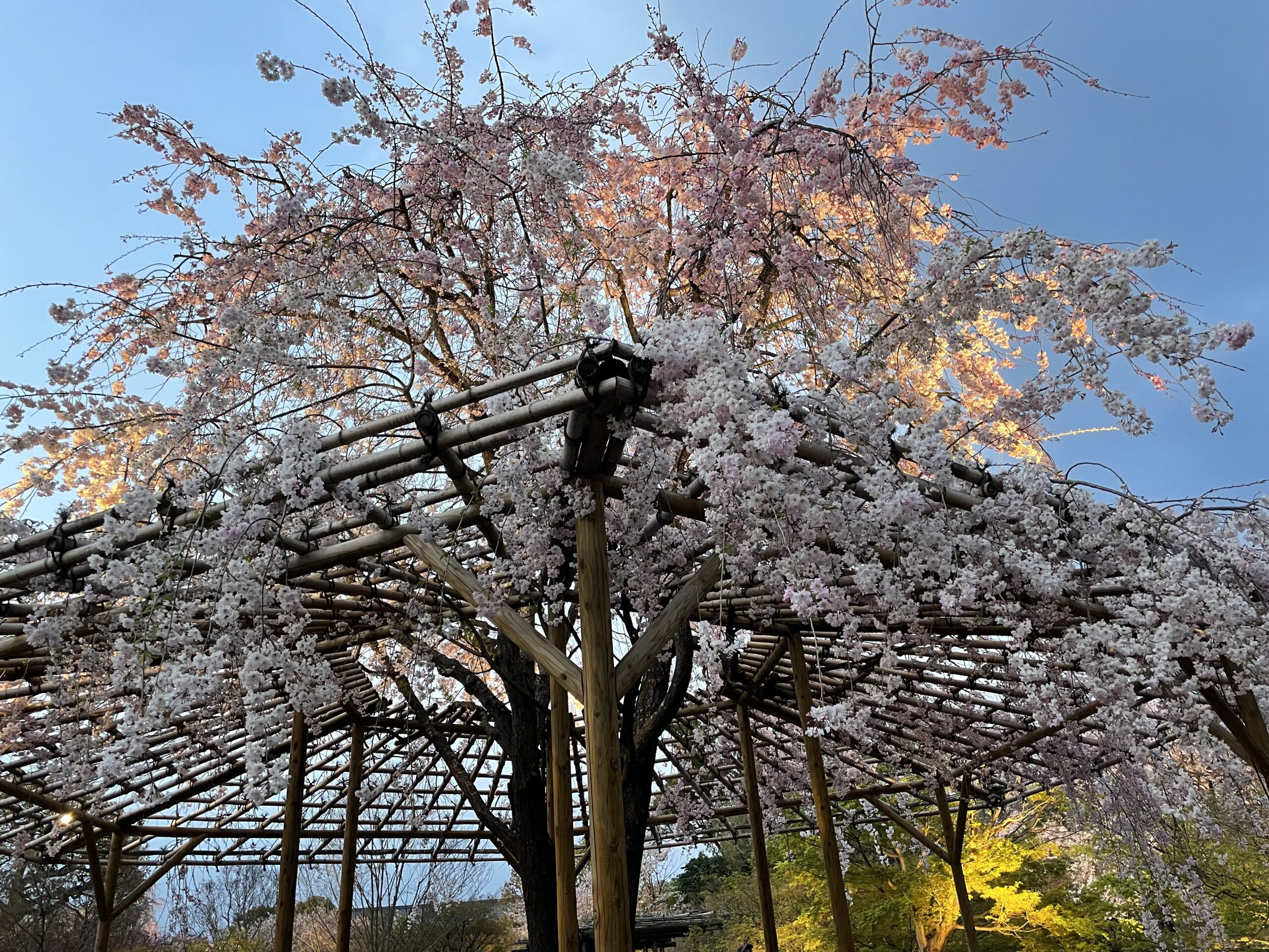 枝垂れ桜