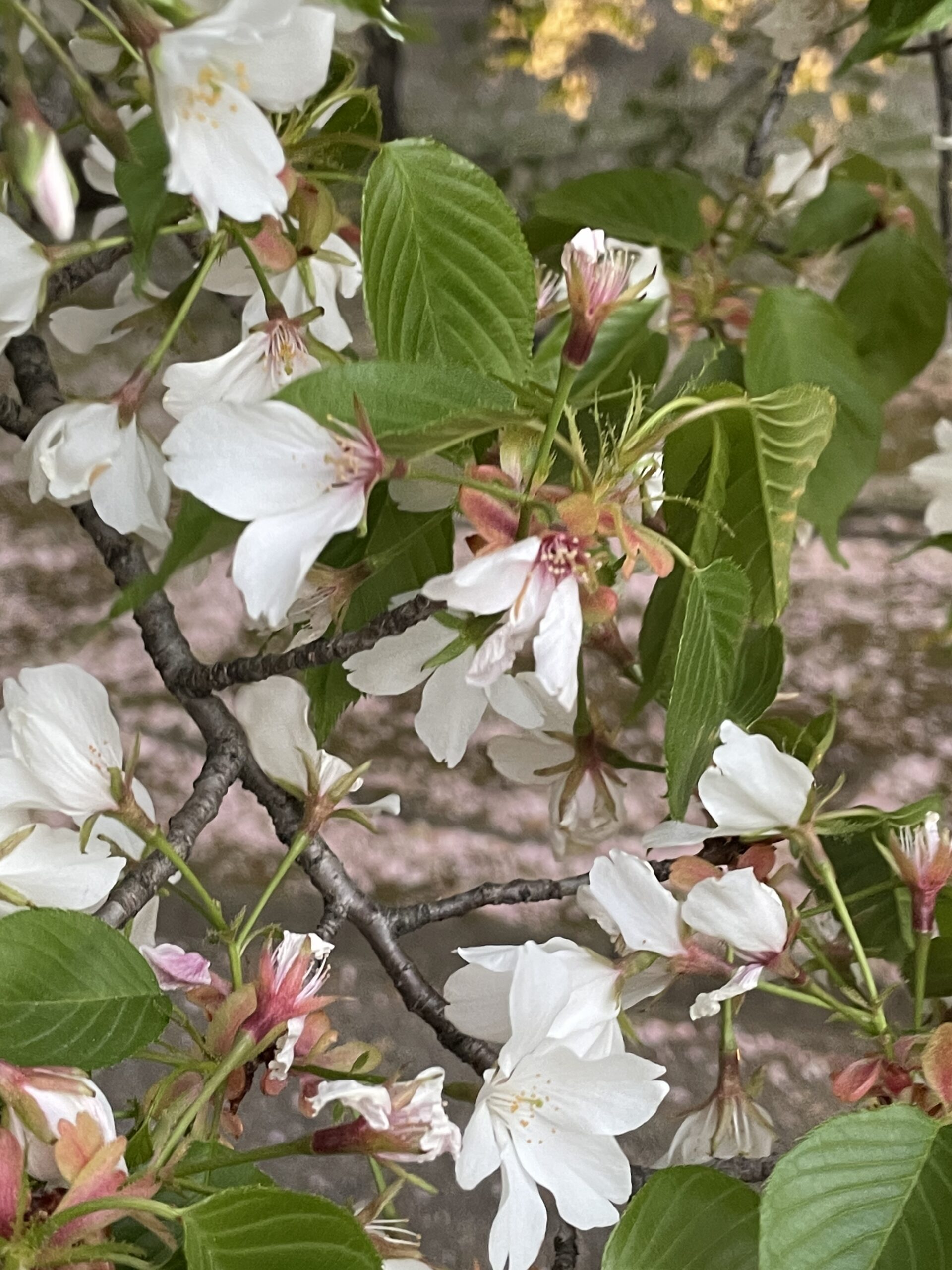 葉桜